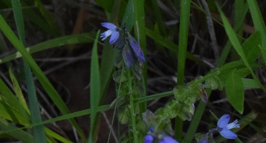 Polygala sp. da determinare